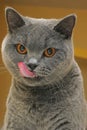 Cat licking lips