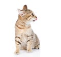 Cat Licking lips in profile. isolated on white background