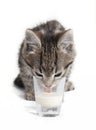 Cat licking milk from glass