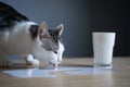 Cat licking milk spilled on a table from a glass Royalty Free Stock Photo