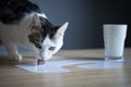 Cat licking milk spilled on a table from a glass Royalty Free Stock Photo