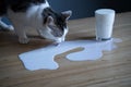 Cat licking milk spilled on a table from a glass Royalty Free Stock Photo