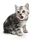 Cat licking mouth. Portrait grey striped cat on isolated white background. Hungry kitten lick lips Royalty Free Stock Photo