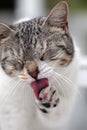 Cat licking Paw