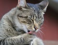 Cat licking paw