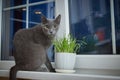 Cat licks grass for the health of pets on the windowsill. Conceptual photo of pet care and healthy food for domestic Royalty Free Stock Photo