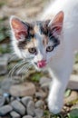 Cat licks Royalty Free Stock Photo