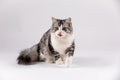 Cat licks her lips. Cute hungry cat licks lips Royalty Free Stock Photo