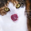Cat licks her nose Royalty Free Stock Photo
