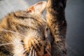 Cat licks his paw, Cat tongue after eating ,lovely cat licking his paw