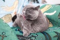 The cat licks its fur with its tongue. Cute purebred cat takes care of its fur Royalty Free Stock Photo