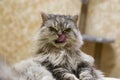 cat licks its lips after eating. A thoroughbred Highland straight cat with a stern look of a killer shows its tongue