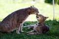The cat licks the kitten Royalty Free Stock Photo
