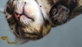 The cat licks the malt paste against hairballs. Bottom view. transparent surface. You can clearly see how the tongue