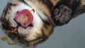 The cat licks the malt paste against hairballs. Bottom view. transparent surface. You can clearly see how the tongue