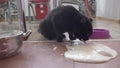 The cat licks the pancake dough that has fallen from the table