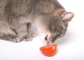 The cat licks tomato Royalty Free Stock Photo