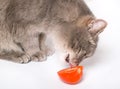 The cat licks tomato Royalty Free Stock Photo