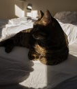 Cat lie on bed with nice sunlight Royalty Free Stock Photo