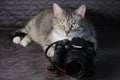 Cat lie for Canon 600D camera - Moscow, Russia: 07 05 2019