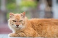 Cat lie down on the table Royalty Free Stock Photo