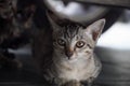 A cat lie down under a car staring at camera. Royalty Free Stock Photo