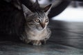 A cat lie down under a car staring at something. Royalty Free Stock Photo