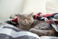 The cat lies on the bed. Relaxation. Morning. Cozy interior Royalty Free Stock Photo