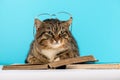 The cat lies on the book read book. the cat in the library Royalty Free Stock Photo