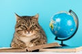 The cat lies on the book read book. the cat in the library Royalty Free Stock Photo