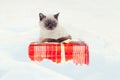 The cat lies on the gift box Royalty Free Stock Photo