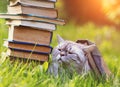 The cat lies on the grass under an old book Royalty Free Stock Photo