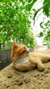 The cat lies in the greenhouse. A ginger cat lies under tomato bushes in a greenhouse furrow in a vegetable garden Royalty Free Stock Photo