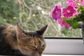 Cat lies and have rest in evening summer on the windowsill near petunia flower