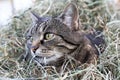 A cat lies hidden in the hay while hunting