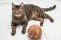 Cat lies with a large ball of thread and a knitting needle Royalty Free Stock Photo