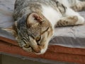 The cat lies looking down on a sunny summer day. Portrait of a furry mammal resting on the street.