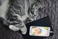 The cat lies and looks at the phone. Love distance in cats. Kitten misses her friend lying on the couch. Gray cat and mobile phone Royalty Free Stock Photo