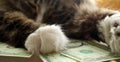 Cat lies on the money. Cat with money. Put his paw on dollars. The cat has cash. Economy concept. Money to buy cat food. Save mone Royalty Free Stock Photo