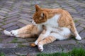 Cat lies on paving stones and licks its hind paw. Grooming Royalty Free Stock Photo