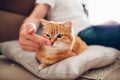 The cat lies on a pillow at home near his master