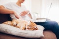 The cat lies on a pillow at home near his master with a laptop