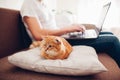 The cat lies on a pillow at home near his master with a laptop