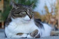 A cat lies relaxed on the floor with his feet bashed in