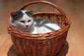 A cat lies and rests in a wicker basket.