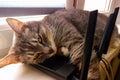 The cat lies on the router connected via Wi-Fi to the Internet. Network equipment overheating due to Pets. The cat lies on the Royalty Free Stock Photo