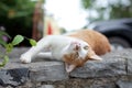 The cat lies on a stone Royalty Free Stock Photo