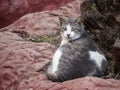 The cat lies on a stone near a tree and looks warily in front of him. Royalty Free Stock Photo