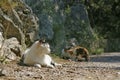 Cat lies and two kittens aside at ground Royalty Free Stock Photo