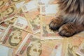 The cat that lies on the Ukrainian banknotes. The cat lies on the hryvnia